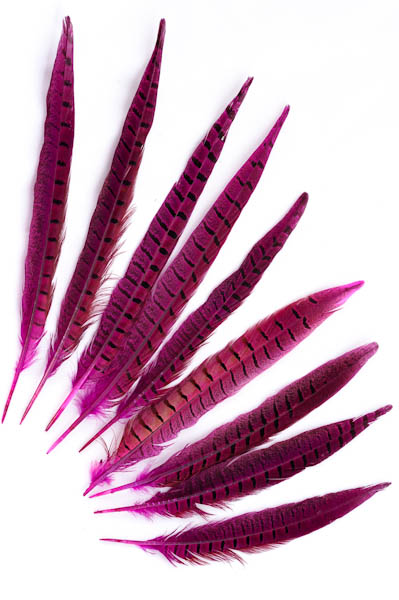 Faisan de Colchide - 20-30 cm - fuchsia